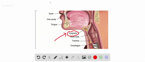 the-___________-separates-the-upper-and-lower-respiratory-tract-a-bronchi-b-larynx-c-epiglottis-d-pa