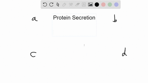 a-protein-that-is-secreted-from-the-cell-takes-which-pathway-a-rough-er-rightarrow-transport-vesicle