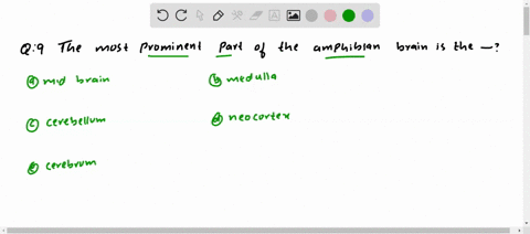 the-most-prominent-part-of-the-amphibian-brain-is-the-a-midbrain-b-medulla-c-cerebellum-d-neocortex-