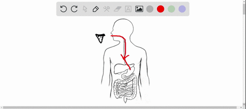 the-region-of-the-digestive-tract-most-responsible-for-absorption-of-nutrients-is-the-a-stomach-b-sm