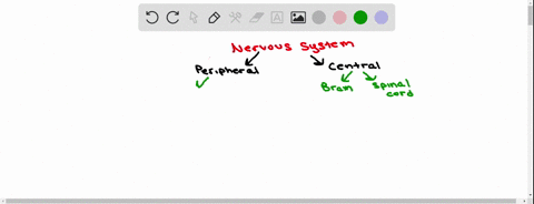 which-division-of-the-nervous-system-produces-the-startle-response-a-parasympathetic-b-central-c-som