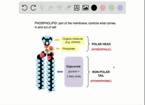 which-statement-about-phospholipids-is-incorrect-a-because-their-phosphate-groups-repel-each-other-t