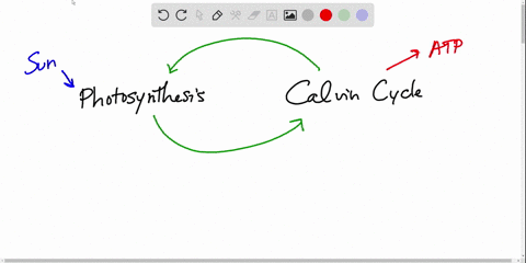 energy-for-the-calvin-cycle-is-supplied-by-________-from-the-light-reactions-a-carbon-dioxide-and-wa