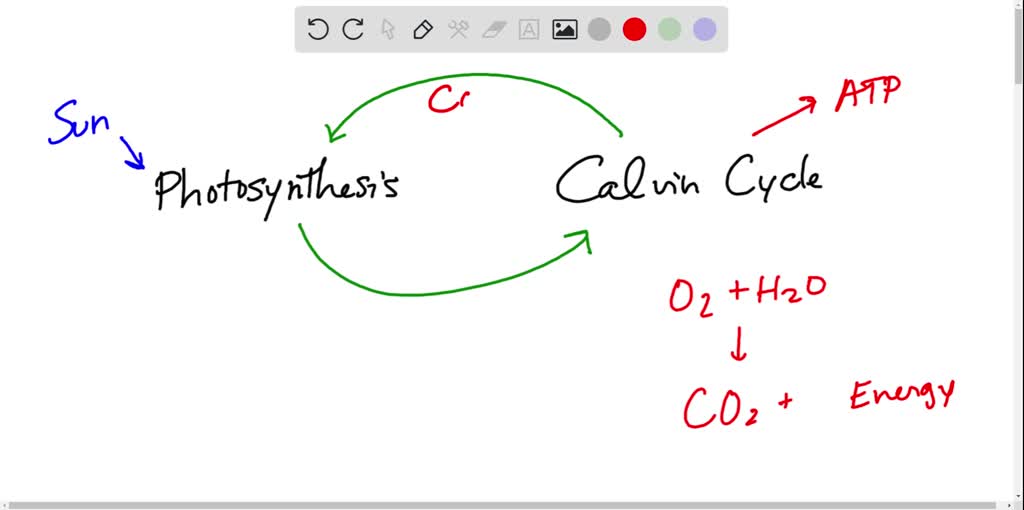 Solved:what Forms Of Energy Are Produced In The Light Reaction That Are  Used To Power The Calvin Cycle? Select All That Apply Carbon Dioxide Oxygen  Atp Nadph (Electrons) Photons Solved:what Forms Of Energy Are Produced In The Light Reaction That Are  Used To Power The Calvin Cycle? Select All That Apply Carbon Dioxide Oxygen  Atp Nadph (Electrons) Photons