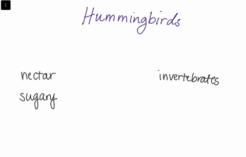 hummingbirds-are-well-adapted-to-obtain-sugary-nectar-from-flowers-but-they-use-some-of-the-energy-2