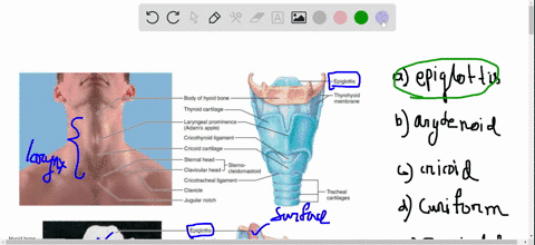 which-of-the-following-laryngeal-cartilages-isare-not-paired-a-epiglottis-b-arytenoid-c-cricoid-d-cu