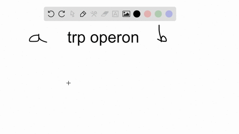 for-the-trp-operon-a-tryptophan-is-an-inducer-b-when-tryptophan-binds-to-the-trp-repressor-transcr-2