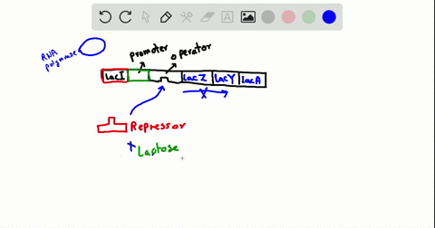 which-of-the-following-statements-about-the-lac-operon-is-not-true-a-when-lactose-binds-to-the-repre