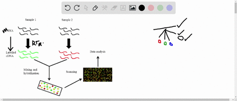 the-human-body-has-a-far-greater-variety-of-proteins-than-genes-highlighting-the-importance-of-alter