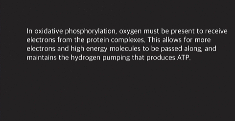 what-supplies-the-energy-to-drive-oxidative-phosphorylation