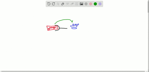 what-is-the-direct-target-of-the-second-messenger-produced-when-glucagon-binds-to-its-receptor-3