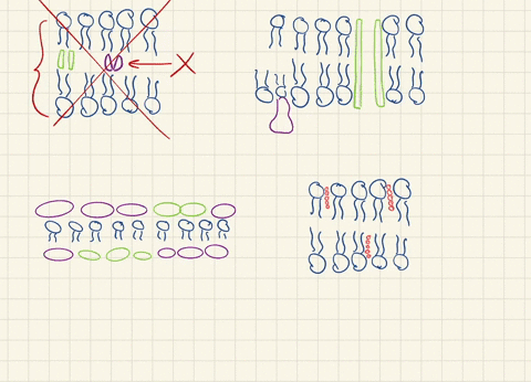 which-best-describes-the-structure-of-a-cell-membrane-a-proteins-between-two-bilayers-of-phospholi-2