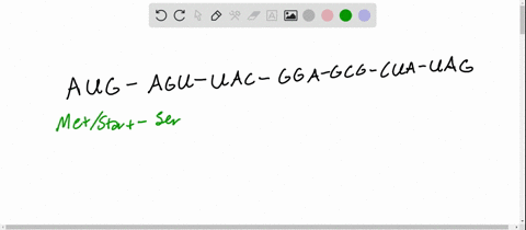 what-is-the-amino-acid-order-for-the-following-mrna-that-codes-for-a-polypeptide-174175-aug-agu-uac-