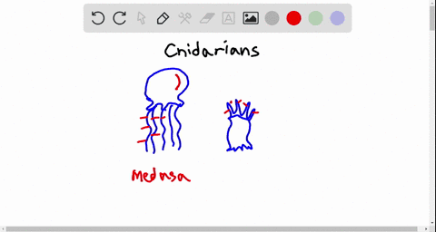 cnidocytes-a-are-characteristic-of-sponges-b-are-found-among-cells-lining-the-gastrovascular-cavit-4
