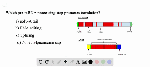 Solved:which Pre-Mrna Processing Step Is Important For Initiating  Translation? A. Poly-A Tail B. Rna Editing C. Splicing D. 7-Methylguanosine  Cap Solved:which Pre-Mrna Processing Step Is Important For Initiating  Translation? A. Poly-A Tail B. Rna Editing C. Splicing D. 7-Methylguanosine  Cap