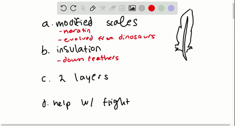 which-statement-about-bird-feathers-is-not-true-a-they-are-highly-modified-reptilian-scales-b-they-3