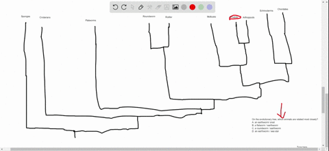 on-the-evolutionary-tree-which-animals-are-related-most-closely-a-an-earthworm-and-a-snail-b-a-flatw