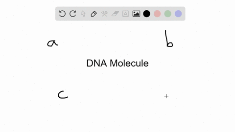 the-main-function-of-a-dna-molecule-is-to-________-a-store-heritable-information-b-carry-dnas-geneti