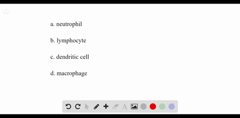 which-cell-is-not-a-phagocyte-beginarraylltext-a-neutrophil-text-c-dendritic-cell-text-b-lymphocyte-