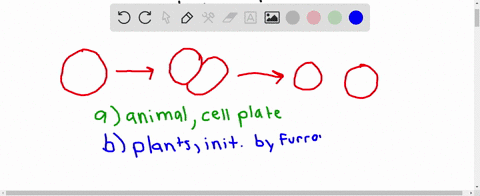 which-statement-about-cytokinesis-is-true-a-in-animals-a-cell-plate-forms-b-in-plants-it-is-initia-3