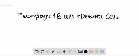 which-type-of-antigen-presenting-molecule-is-found-only-on-macrophages-dendritic-cells-and-b-cells-a