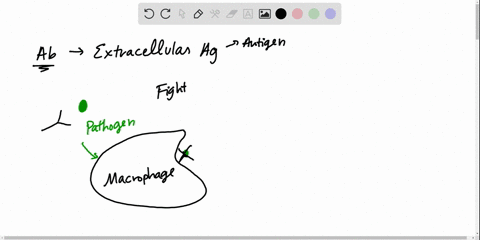 antibody-mediated-responses-work-against-__________-a-intracellular-pathogens-b-extracellular-path-2