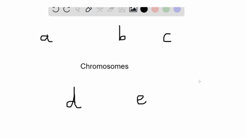 chromosomes-become-visible-for-the-first-time-during-a-interphase-b-prophase-c-metaphase-d-anaphase-