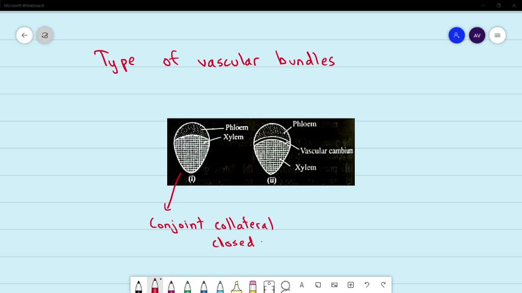 SOLVED:Identify The Type Of Vascular Bundles Given In The Fign (i) And ...