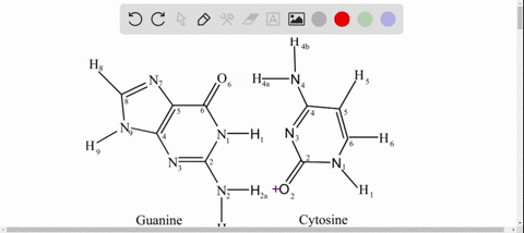 in-a-dna-molecule-the-double-helix-is-held-together-by-hydrogen-bonds-how-many-hydrogen-bonds-are--3