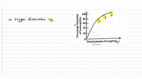 the-graph-given-shows-an-axygen-dissociation-curve-for-haemoglobin-where-in-the-body-will-haemoglobi