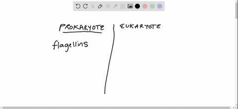 name-at-least-two-ways-that-prokaryotic-flagella-are-different-from-eukaryotic-flagella