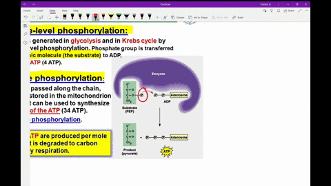 what-is-substrate-level-phosphorylation-when-does-it-occur-during-the-breakdown-of-glucose-to-mathrm