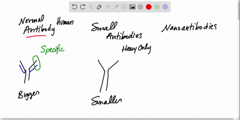 what-are-nanobodies