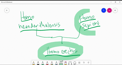 homo-erectus-is-a-likely-ancestor-of-h-sapiens-and-________-a-homo-habilis-b-australopiths-c-the-gre