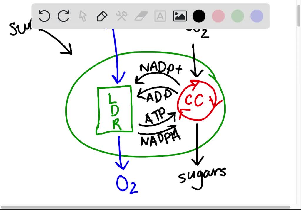 SOLVEDThe molecules that link the lightdependent and light