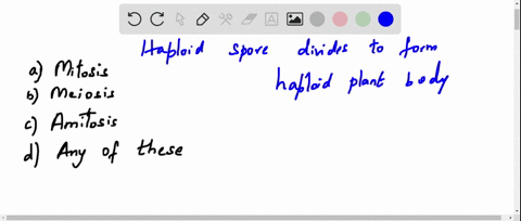 haploid-spore-divides-by-to-form-haploid-plant-body-a-mitosis-b-meiosis-c-amitosis-d-any-of-these