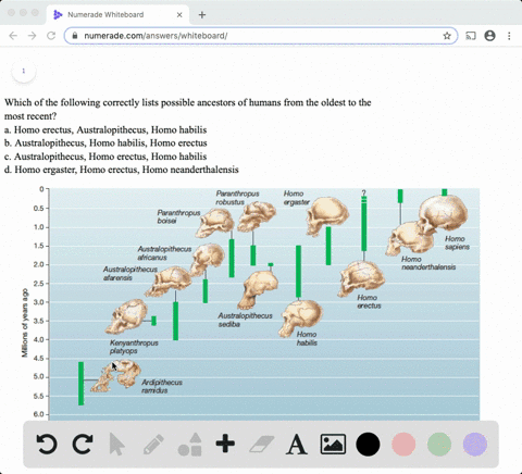 which-of-the-following-correctly-lists-possible-ancestors-of-humans-from-the-oldest-to-the-most-re-2