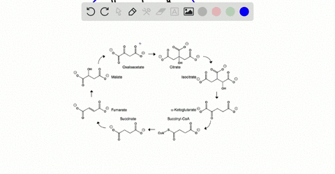 which-of-the-substances-in-the-citric-acid-cycle-are-tricarboxylic-acids-thus-giving-the-cycle-its-a