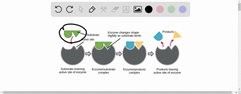 enzymes-_______-a-enhance-reaction-rates-b-are-affected-by-mathrmph-c-act-on-specific-substrates-d-a