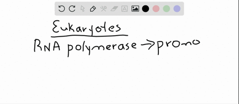 in-eukaryotes-binding-of-rna-polymerase-to-a-promoter-requires-the-action-of-a-specific-transcriptio