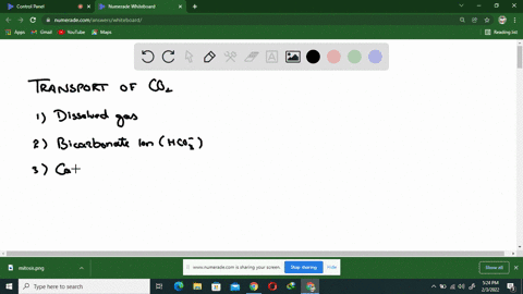 in-what-form-does-most-of-the-carbon-dioxide-travel-in-the-blood-how-and-where-is-this-molecule-prod
