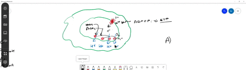 using-your-understanding-of-the-organization-of-the-mitochondrion-and-how-it-generates-atp-answer-th