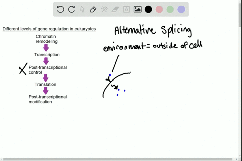 explain-how-alternative-splicing-could-play-a-role-in-changing-eukaryotic-gene-expression-in-respons
