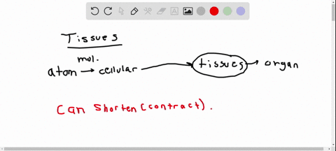 _________-can-shorten-contract-a-muscle-tissue-b-nervous-tissue-c-connective-tissue-d-epithelial-tis