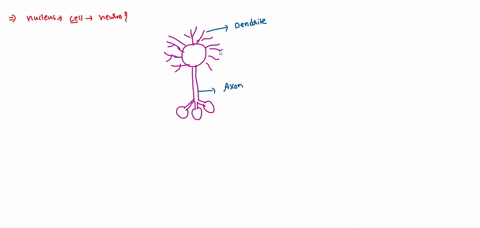 the-part-of-neuron-which-contains-nucleus-is