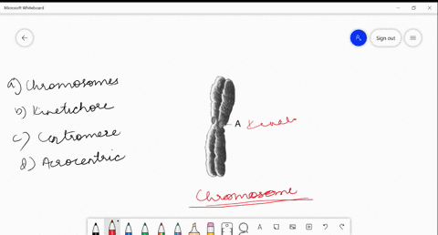 text-the-following-diagram-shows-a-chromosome-label-a-represents-a-chromosomes-b-kinetichore-c-centr