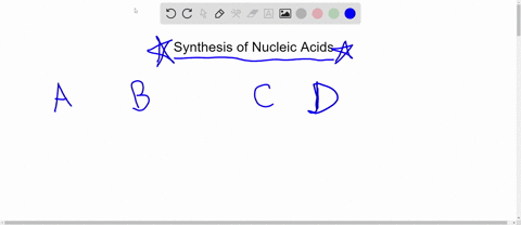 which-of-the-following-describes-the-synthesis-of-nucleic-acids-a-nucleotides-are-added-to-the-5-end