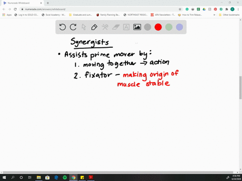explain-how-a-synergist-assists-an-agonist-by-being-a-fixator