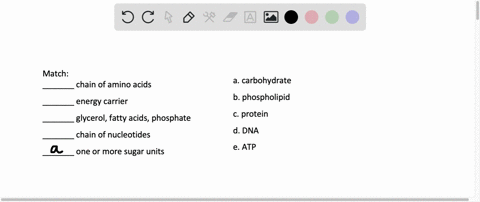 match-each-type-of-molecule-with-its-description-_______-chain-of-amino-acids-_______-energy-carrier