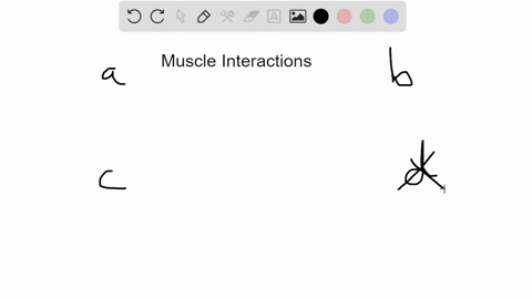 muscles-that-oppose-each-other-and-produce-opposite-movements-are-described-as-a-synergistic-c-coope